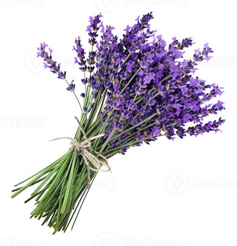 Fresh Lavender, Lavender Bouquet, Tree Saw, Wedding People, Cityscape Photos, Logo Banners, Nature Backgrounds, Heart With Arrow, Background Banner