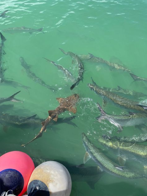 Islamorada Fishing #florida #shark #ocean #island #islandlife #floridakeys Fishing Florida, 2025 Bride, Islamorada Florida, Ocean Island, Shark Bait, Spring Break Trips, Vacation Places, Florida Keys, Fish Art