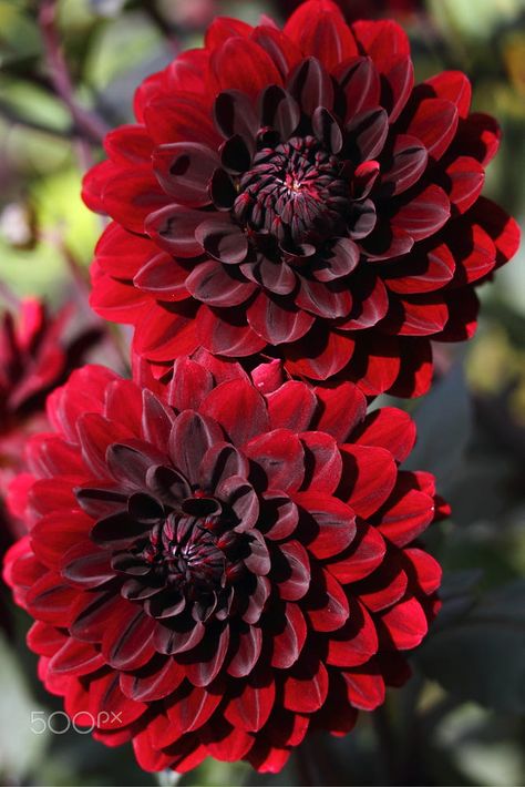 This is my favorite flower, a red dahlia. I love the meaning: elegance, inner strength, creativity, change, and dignity. It is also my favorite color so that makes it even more beautiful. Red Dahlias, Red Dahlia, Very Beautiful Flowers, Fancy Flowers, Gothic Garden, Blossom Garden, Cottage Garden Design, Pansies Flowers, Favorite Flower