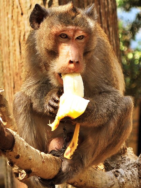 Monkey eating a banana Banana Monkey, Monkey Banana, Monkey Eating, Monkey With Banana, Grim Reaper Pictures, Banana Picture, Monkey Eating Banana, Monkey Food, Banana Funny