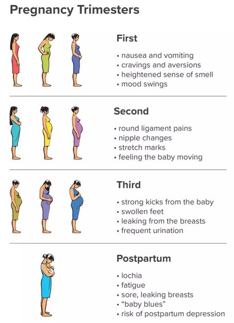 Tips On How To Get Pregnant, How To Know If Your Pregnant, Teen Pregnancy Tips, Cervix Pictures, 5th Month Of Pregnancy, 2 Months Pregnant Belly, Pregnancy Anatomy, Pregnancy Trimesters, Pregnancy Trimester