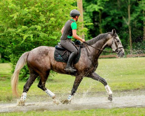 Horse Trotting, Irish Sport Horse, Body References, Eventing Horses, English Horse, Dog Personality, Grey Horse, Horse Quotes, Sport Horse