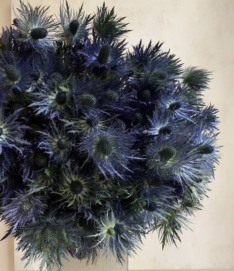 Sea Holly, Belleza Natural, Backyard Garden, My Flower, Garden Plants, Red Roses, Flowers Bouquet, House Plants, Florist