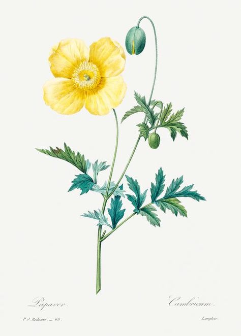 Welsh poppy by Pierre-Joseph Redouté - Rina Redoute Flowers, Prints Decor, Scrapbooking Paper Crafts, Free Illustration Images, Botanical Art Prints, Crafts Cards, Antique Illustration, Plant Drawing, Rock Design