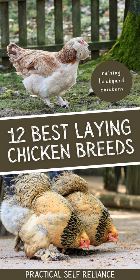 Best Chickens For Eggs, Small Chicken Breeds, Easter Egger Chicken, Best Laying Chickens, Laying Chickens Breeds, Urban Chicken Farming, Best Egg Laying Chickens, Laying Chickens, Easter Eggers