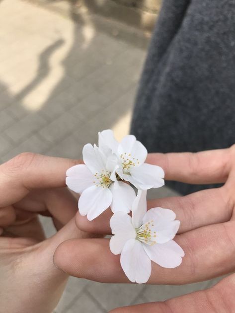 Sakura Aesthetic, Flower Icon, Japanese Flower, Fotografi Vintage, Sakura Flower, Mood And Tone, Holding Flowers, White Aesthetic, Aesthetic Photo