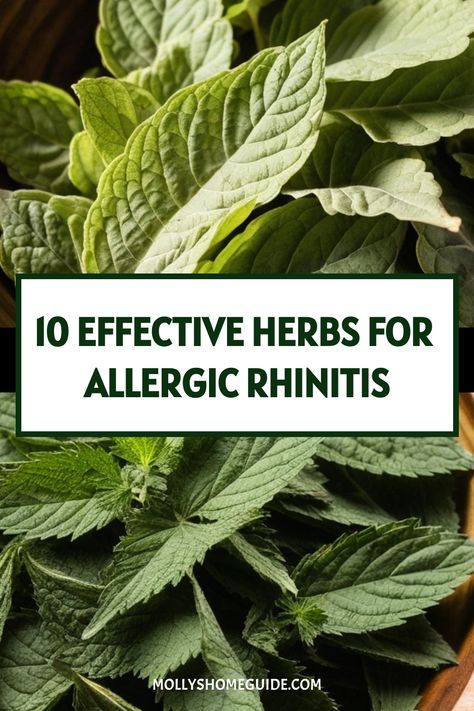 Herbal Antihistamine, Herbs For Allergy Relief, Rhinitis Remedies, Natural Allergy Relief Remedies, Natural Allergy Remedies, Herbs For Allergies, Hayfever Remedies, Golden Seal, Natural Antihistamine