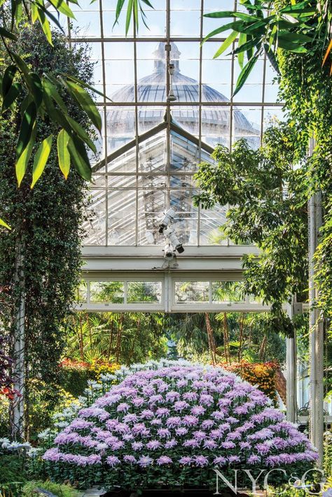 Victorian Greenhouses, Montreal Botanical Garden, Visit Atlanta, Japanese Chrysanthemum, Denver Botanic Gardens, New York City Vacation, Atlanta Botanical Garden, New York Botanical Garden, The Bronx New York