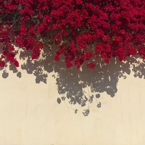 Red Flower Wall, Aesthetics Photography, Watercolor Wallpaper Iphone, Aesthetic Flower, Aesthetic Red, Watercolor Wallpaper, Red Aesthetic, Red Flower, Flower Backgrounds