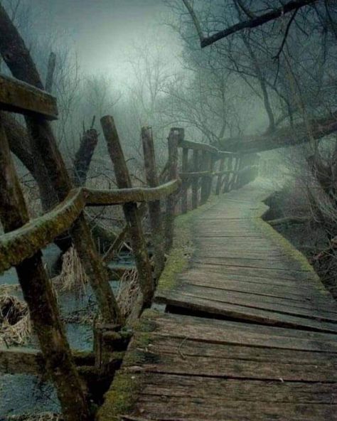 Spooky trail Creepy Woods, Haunted Woods, Wooden Path, Abandoned Hotels, Hidden Forest, Mysteries Of The World, Abandoned Train, Spooky Places, Forest Trail