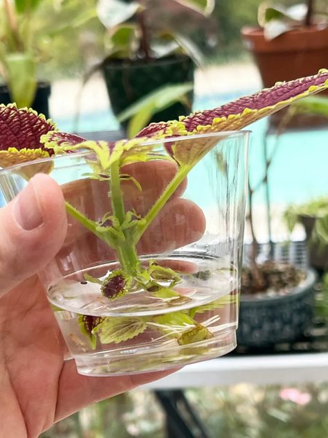 27 Best Houseplants to Propagate in Water Easiest Plants To Propagate In Water, Propagate Coleus, Asexual Plants, Propagate In Water, Propogating Plants, Chinese Money Plant Care, African Violet Care, Water Propagation, Best Houseplants