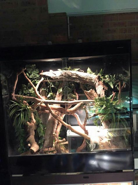 Iguana habitat idea Python Enclosure, Pictures Of Reptiles, Green Tree Python, Snake Cages, Tree Python, Snake Terrarium, Snake Enclosure, Gecko Terrarium, Reptile House