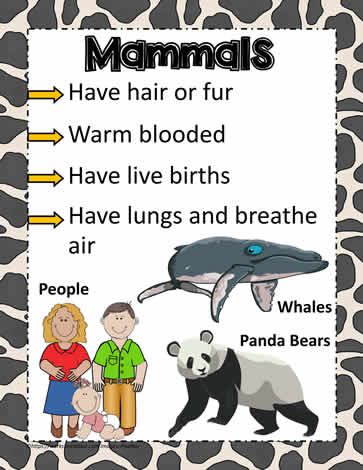 Animal Poster for Mammals Animals Dolphins, Mammals Activities, Tik Tok Videos Funny, Strange Animals, Fun Facts For Kids, Animal Classification, Tik Tok Videos, Animal Poster, Animal Science