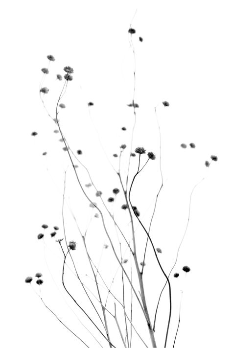 Minimal Black And White Art, Drawing Minimalist Art, Black And White Nature Photography, Flowers Silhouette, Mary Jo Hoffman, Horizontal Art, Photography Minimalist, Dead Flowers, Mountain Art Print