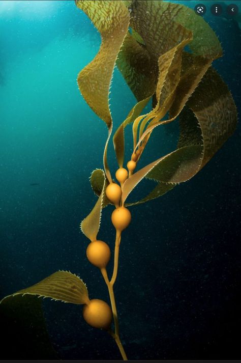 Sea Plants Underwater, Kelp Painting, Seaweed Underwater, Underwater Plants, Underwater Painting, Sea Plants, Kelp Forest, Monterey Bay Aquarium, Underwater Art