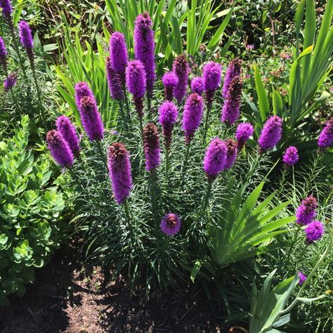 Liatris Spicata, Blazing Star, Woodland Gardens, Plant Logos, Plant Varieties, Master Gardener, Flower Spike, Northern Virginia, Tried And True