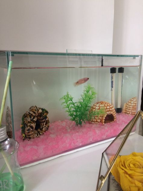 diy tank, tank mates, turtle tank decor, tank stand, turtle habitats, aquatic tank, turtle tank big, turtle fish tank, tank light, turtle tanks, large tank, turtle tank, small turtle tank, tank water, tank cleaning Clear Fish Tank, Pink Fish Tank Aesthetic, Cheap Fish Tank Ideas, Pink Fish Tank Ideas, Preppy Fish Tank, Cute Fish Tanks, Pink Fish Tank, Aesthetic Fish Tank, Cute Fish Tank Ideas