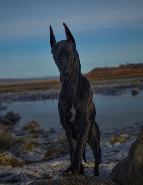 Great Danes Aesthetic, Big Scary Dogs, All Black Dog, Blue Merle Great Dane, Black Great Dane, Merle Great Danes, Black Great Danes, Big Dog Breeds, Scary Dogs