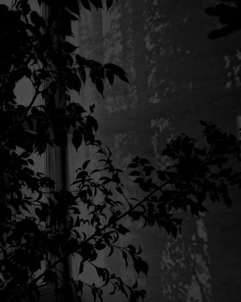 Dark Grey Wallpaper, Genos Wallpaper, Dark Forest Aesthetic, Dark Black Wallpaper, Dark Landscape, Black Wallpaper Iphone Dark, Scenic Wallpaper, Dark Green Aesthetic, Dark Nature Aesthetic