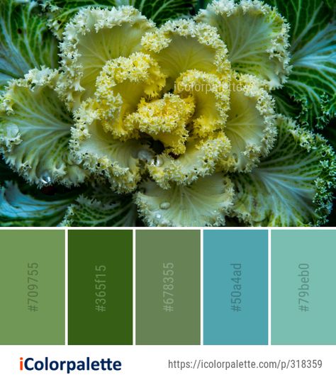 Color Palette Ideas from Flower Cabbage Plant Image Solarpunk Color Palette, Watercolor Exercises, Color Palette Theme, Cabbage Plant, Drawing Gouache, Flower Image, Color Palette Ideas, Plant Images, Palette Ideas