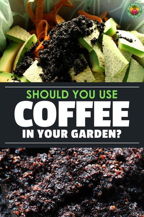 Is Coffee Good For Plants, Witchcraft Jars, Coffee For Plants, Coffee Grounds For Plants, Coffee In The Garden, Coffee Grounds As Fertilizer, Used Coffee Grounds, Plants Tips, Planting Tips