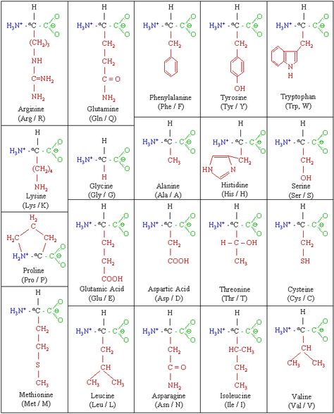 Difference Between Nucleic Acid and Amino Acid | Definition, Structure of Molecule, Role inside the Cell Cell Definition, Nitrogenous Base, Peptide Bond, Dna Replication, Organic Molecules, Functional Group, Nucleic Acid, Chemical Structure, Medical School Studying