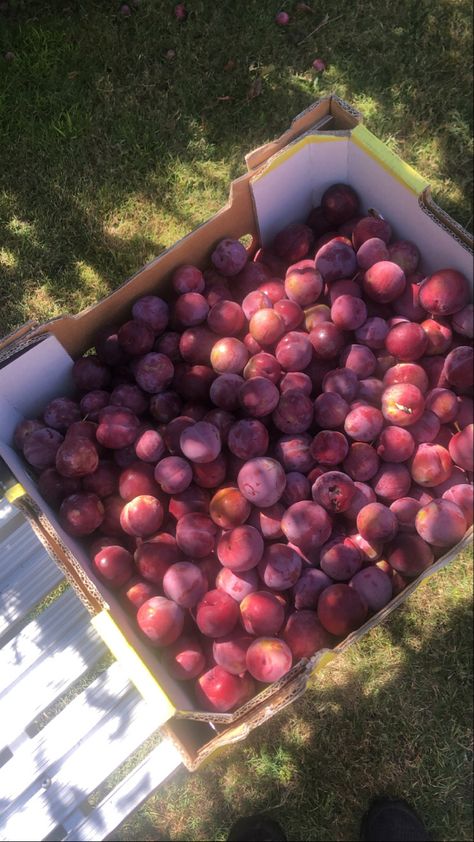 Plum Fruit Photography, Plum Aesthetic Fruit, Plum Pudding Aesthetic, Plums Aesthetic, Fruit Garden Aesthetic, Plum Aesthetic, Prune Fruit, Friendship Photography, Plum Fruit