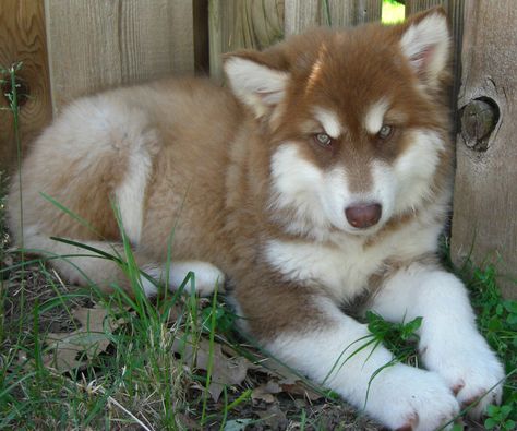 Love this puppy! Alaskan malamute with looks that kill. Red Malamute, Siberian Samoyed, Beautiful Dog Pictures, Malamute Puppy, Alaskan Malamute Puppies, Malamute Husky, Malamute Puppies, Beautiful Dog Breeds, Fuzzy Wuzzy