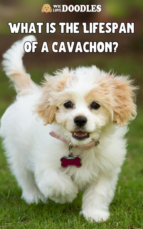 A Cavachon — a crossbreed between a Cavalier King Charles Spaniel and a Bichon Frise — is a highly adaptable and social dog that thrives in the company of its owners. Small, loving, loyal, and intelligent, this crossbreed has grown in popularity over recent years. If you’re considering a Cavachon, you might wonder about its lifespanor even about the longest living Cavachon! Cavachon Full Grown, Cavachon Dog, Unique Dog Breeds, Beautiful Dog Breeds, Love Doodles, Beautiful Dog, Bichon Frise, Cavalier King, Charles Spaniel