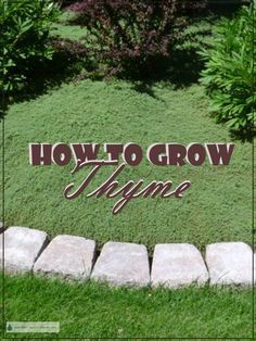 Elfin Thyme Ground Cover, When To Plant Creeping Thyme, Creeping Thyme Front Yard, Thyme As Ground Cover, Creeping Thyme Retaining Wall, Woolly Thyme Ground Cover, Creeping Thyme Hillside, Flowering Thyme Ground Cover, Creeping Thyme Yard