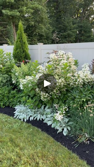 80K views · 5.5K reactions | The newest garden bed is coming together! This spring we bumped out the area in front of the Troemner Spruce. We added an additional 6-10 foot curve, creating more planting opportunity, and adding even more undulating lines to the border!
We also added the Jensen Urn and Greenwich Pedestal from Campania International. This is planted with Supertunia Mini Vista Indigo, Meteor Shower Verbena, and Cascade Green Hydrangeas.
This is a full sun location with drip irrigation - including the urn! We used well rotted manure based compost as mulch, and will add more in the fall to help improve the soil in the newly created bed!
Can’t wait to see how this does next year! We will be replacing annuals with some perennials and shrubs this fall. Stay tuned!
#garden #gardenins Creating Flower Beds, Cascade Green, Gravel Gardens, English Garden Style, Bump Out, Campania International, Coastal House, Port Macquarie, Gravel Garden