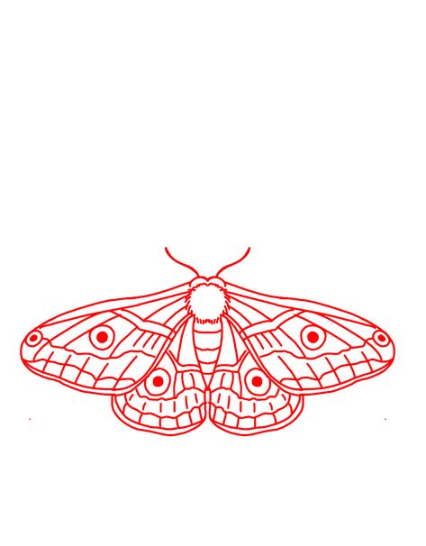 Moth Outline Drawing, Moth Outline Tattoo, Moths Tattoo, Simple Moth Tattoo, Moth Outline, Tattoo Ideas Hippie, Moth Tattoos, Moth Drawing, Moth Tattoo Design