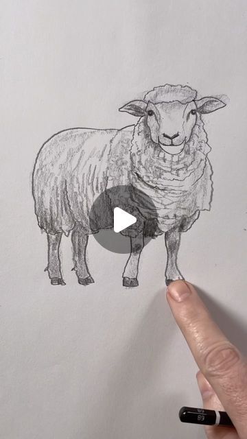 Mark Liam Smith on Instagram: "Draw a sheep 🐑 Easy drawing lesson for beginners on how to draw a sheep." Cute Animal Illustration Art, Easy Sheep Drawings, How To Draw A Sheep, Pictures Of Sheep, How To Draw Sheep, Draw Sheep, Draw A Sheep, Drawing Sheep, Sheep Sketch