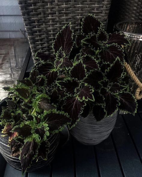 Gothic Greenhouse, Black Mondo Grass, Goth Houses, Cottagecore Garden, Gothic Flowers, Goth Garden, Gothic Garden, Victorian Garden, Poisonous Plants