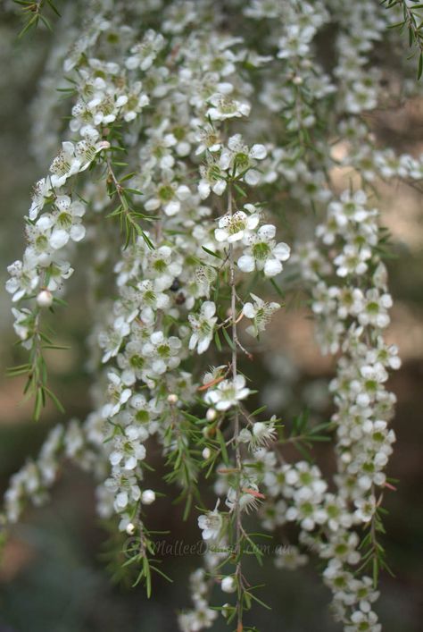 Grevillea Garden, Australian Garden Design, Nice Garden, Bush Garden, Australian Trees, Native Gardens, Australian Natives, Australian Native Garden, Australian Wildflowers