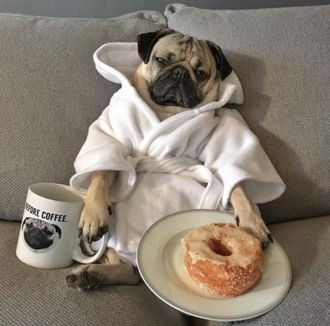 25 Times Doug the Pug Accurately Described Your Relationship With Food Pug Facts, Cute Pug Puppies, Doug The Pug, Baby Pugs, Pug Pictures, Baby Memes, A Pug, Pug Puppies, Pugs Funny