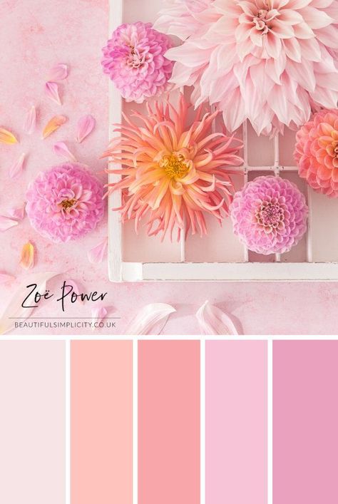 Coral Colour Palette, Color Schemes Colour Palettes, Pink Palette, Palette Art, Power Colors, Color Palette Pink, Pastel Colour Palette, Brand Color Palette, Fall Color Palette