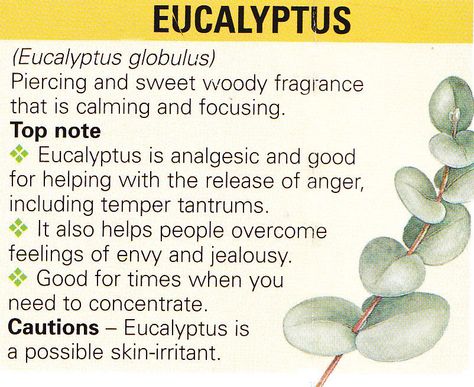 Eucalyptus Eucalyptus Tincture, Herbal Benefits, Magical Plants, Plant Magic, Magic Herbs, Essential Oils Herbs, Magical Herbs, Healing Plants, Herbal Healing