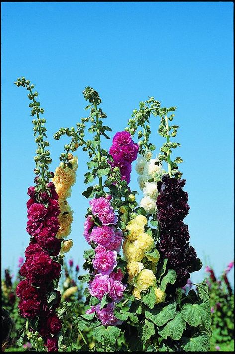 Hollyhock Varieties, Growing Hollyhocks, Hollyhock Flower, Hollyhocks Flowers, Flower Varieties, Cottage Garden Plants, Cottage Gardens, Drought Tolerant Plants, Garden Edging