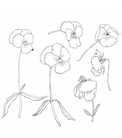 Set of flowers pansies black and white vector drawing, for design and coloring. | Violet flower tattoos, Botanical illustration black and white, Flower sketches Viola Flower Drawing, Viola Tattoo Flower, Wild Pansy Tattoo, Pansy Tattoo Black And White, Viola Flower Tattoo, Pansies Illustration, Viola Tattoo, Pansy Flower Tattoo, Pansy Illustration