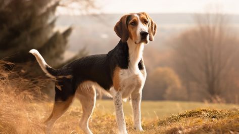 treeing walker coonhound standing on a hill overlooking woods Walker Hound Dog, Walker Hound, Coonhound Puppy, Coonhound Dog, Walker Coonhound, Treeing Walker Coonhound, Purebred Dogs, Hound Dog, The Bill