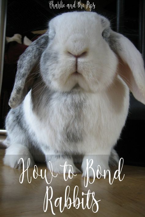 Bonding Rabbits, Bunny Items, Raising Rabbits, Pet Bunny Rabbits, Bunny Stuff, Leather Work Gloves, Rabbit Run, Bunny Care, Rabbit Care