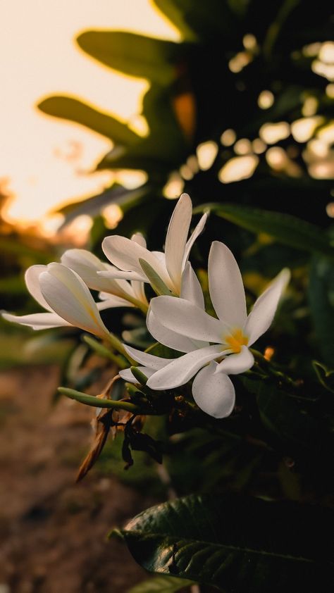 Nature Profile Pictures, Beautiful Images Nature Photography, Fall Flowers Aesthetic, Flowers Aesthetic Vintage, Simple Flower Bouquet, Best Dp, Flower Bouquet Gift, White Plumeria, Flowers Simple