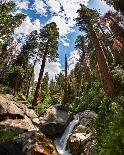 QUICK-TRIP GUIDE TO SEQUOIA NATIONAL PARK - Love & Loathing Los Angeles Sequoia National Park Aesthetic, Sequoia National Park Photography, Mountain Lions, California Parks, Hiking Photography, Hiking Spots, Sequoia National Park, Us National Parks, I Will Show You