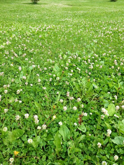 Pollinator Friendly Lawn, Bee Friendly Yard, Pollinator Garden Layout, Bee Lawn, Pollination Garden, Lawn Stars, White Dutch Clover, Garden Bed Garden, Patio Garden Bed