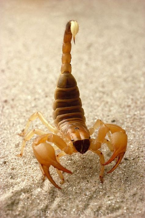 Scorpion, Kalahari Desert - BelAfrique your personal travel planner - www.BelAfrique.com Rare Spiders, Interesting Bugs, Texture References, Stick Insects, Frans Lanting, Spiders And Snakes, Kalahari Desert, Balloons Photography, Cnidaria