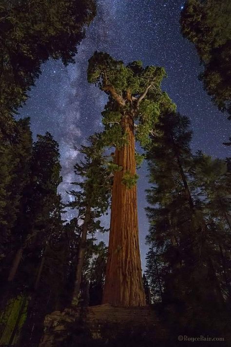 Sequoia National Park Photography, Giant Sequoia Trees, Giant Sequoia, Night Landscape Photography, Sequoia Tree, Park Forest, National Parks Photography, Kings Canyon National Park, Kings Canyon