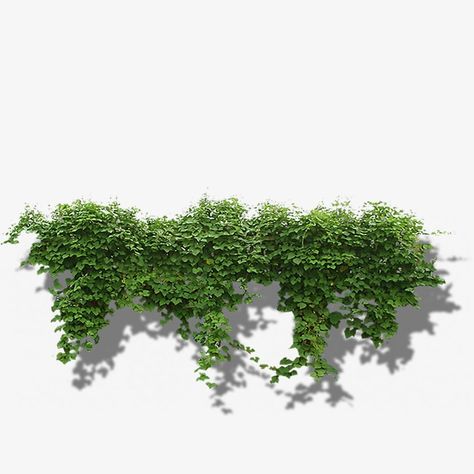 Creeper Plants, Clip Art Silhouette, Creepers Plants, Landscape Architecture Graphics, Tree Photoshop, Plant Png, Bushes And Shrubs, Photoshop Rendering, Art Silhouette