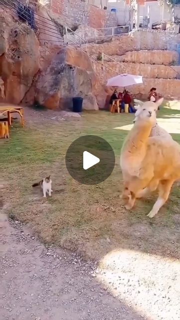 Silly Animals Videos, Funny Animal Videos Can't Stop Laughing, Funny Animals Pics, Funny Videos Animals, Hairless Animals, Animal Videos Funny, Funny Cute Animals, Silly Animal Pictures, Funny Animals Videos