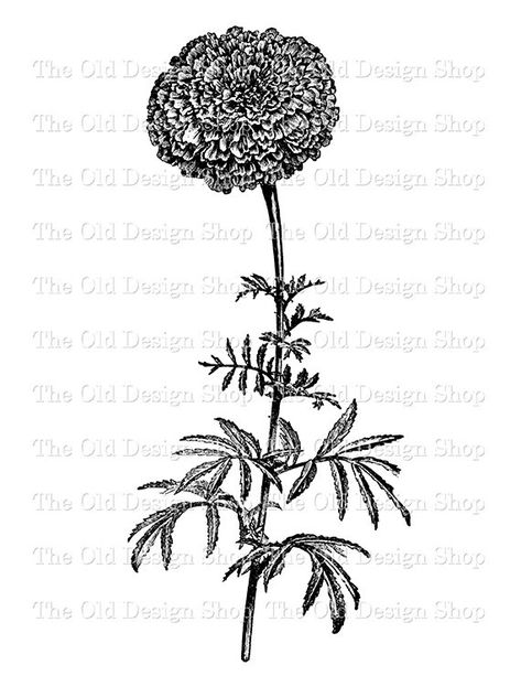 African Marigold Printable Botanical Vintage by TheOldDesignShop Artful Tattoos, African Marigold, Marigold Tattoo, Tattoo Thoughts, Dad Tattoo, Botanical Vintage, Marigold Flower, Png Graphics, Floral Printables